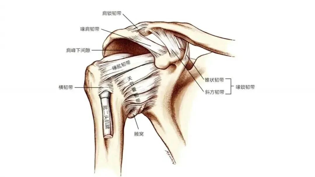 中频为什么能镇痛肩周炎（冻结肩）的综合诊疗思路_https://www.jmylbn.com_新闻资讯_第4张
