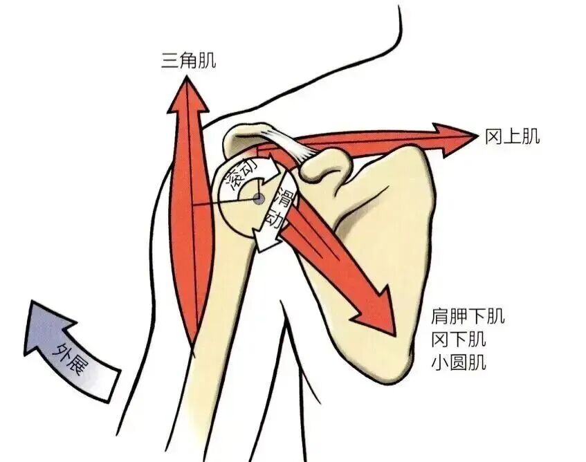 中频为什么能镇痛肩周炎（冻结肩）的综合诊疗思路_https://www.jmylbn.com_新闻资讯_第5张