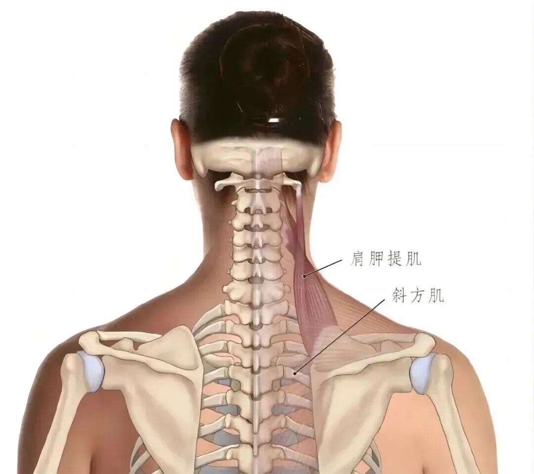 中频为什么能镇痛肩周炎（冻结肩）的综合诊疗思路_https://www.jmylbn.com_新闻资讯_第9张