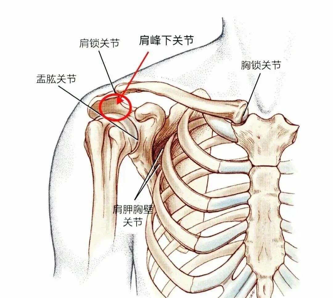 中频为什么能镇痛肩周炎（冻结肩）的综合诊疗思路_https://www.jmylbn.com_新闻资讯_第3张
