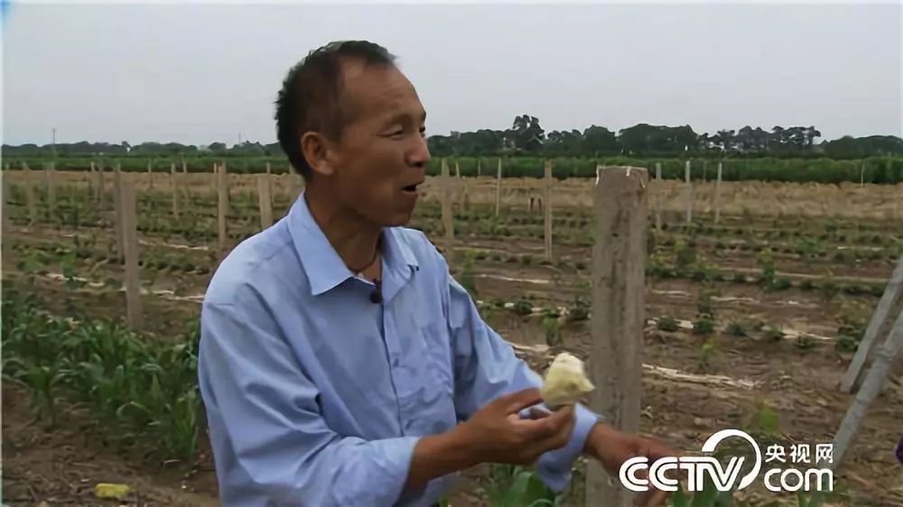 致富经牛_致富牛人_致富牛人四川乡村