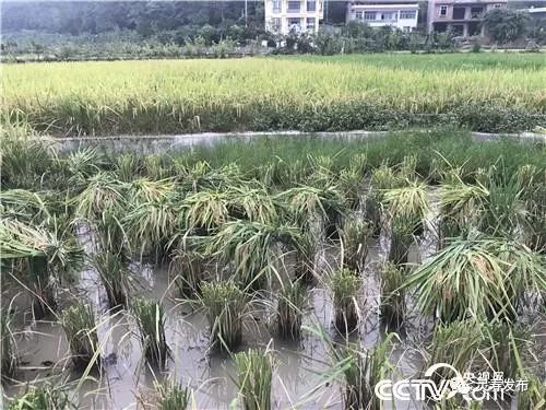 致富养殖泥鳅视频_致富养殖泥鳅图片_致富经泥鳅养殖