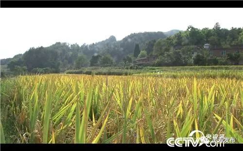 致富养殖泥鳅视频_致富养殖泥鳅图片_致富经泥鳅养殖