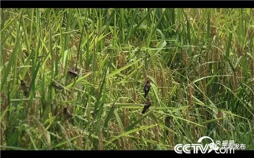 致富养殖泥鳅图片_致富经泥鳅养殖_致富养殖泥鳅视频