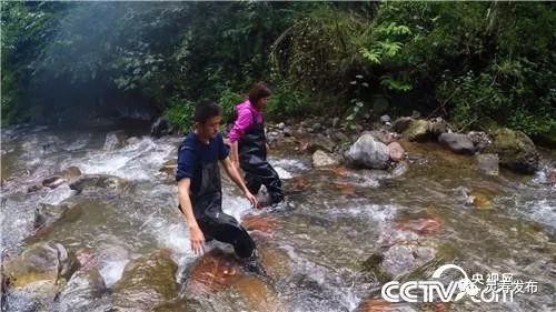 致富鱼卢鱼_致富鱼游出产业振兴路_致富经鱼