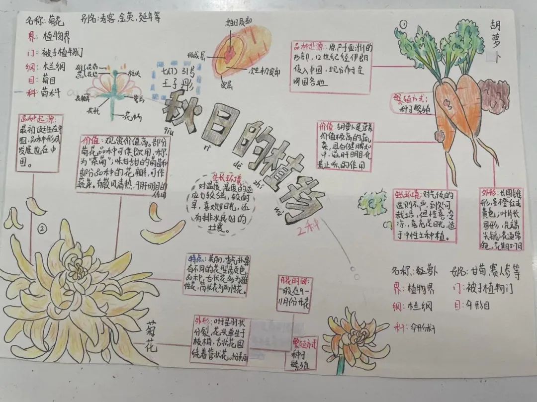 科学小实践，探索大世界——记兴华中学七年级科学实践作业