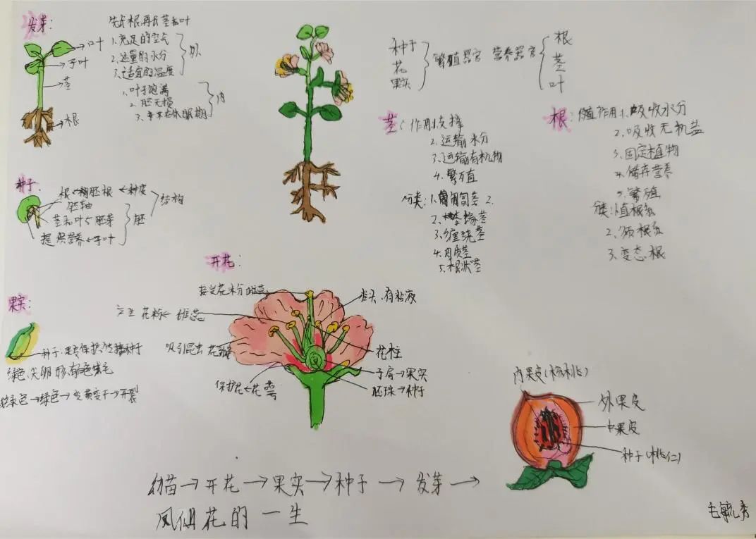 科学小实践，探索大世界——记兴华中学七年级科学实践作业