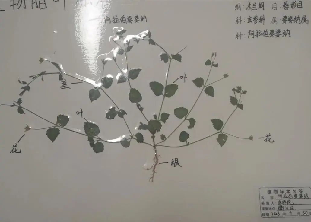 科学小实践，探索大世界——记兴华中学七年级科学实践作业