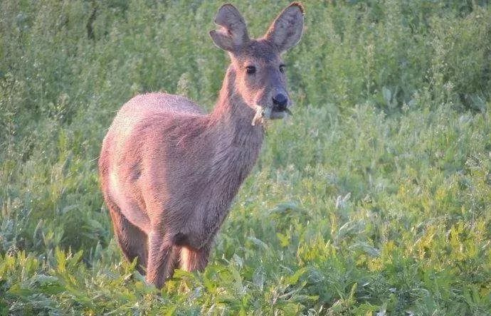 怪談！這種動物引進門後，家裡就會有血光之災？ 靈異 第1張