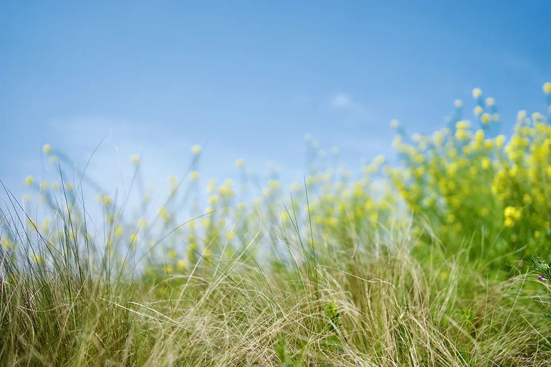 属羊的水平座女生性格_射手座性格大全女生_摩蝎座女生性格