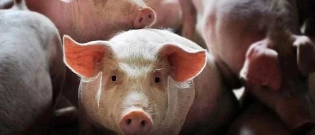 卖房不如养猪？有猪企半年狂赚117亿，万科也要养猪了！