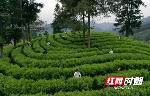 图片18.marked.jpg