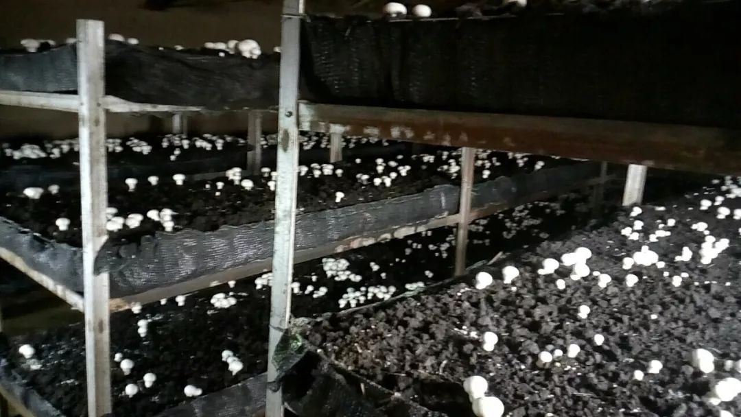 毛登牧场组织牧民实地考察学习蘑菇种植技术，