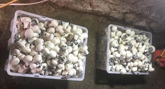 毛登牧场组织牧民实地考察学习蘑菇种植技术，
