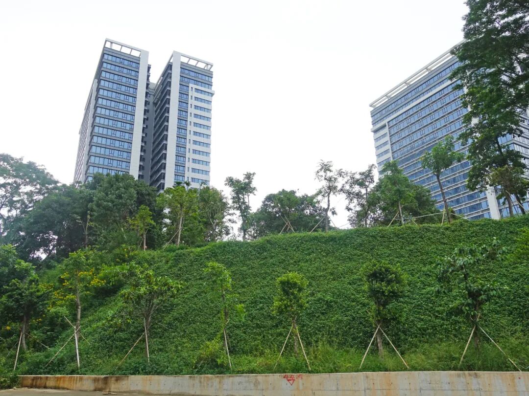 黄埔归谷公寓最新价格，什么时候交楼？