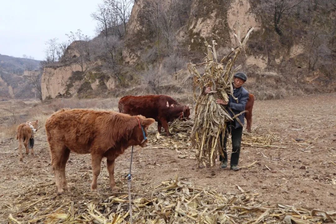 马致富画家价格_致富经马_马致富画家简介图片