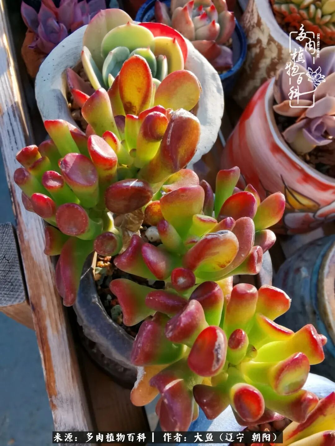 东北小城的多肉养成记 圆圆胖胖的多肉是我的最爱 多肉植物百科 微信公众号文章阅读 Wemp
