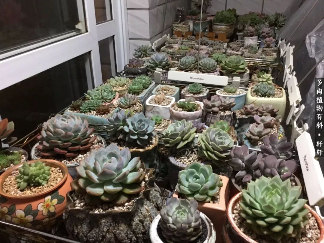入坑的第三个夏季 我正尝试着给多肉全露养 植迷多肉 微信公众号文章阅读 Wemp