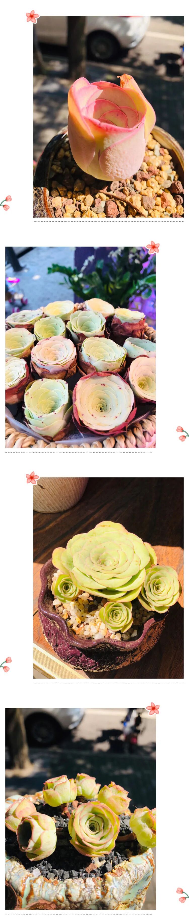 多肉小白的进阶之路 山地玫瑰篇 多肉植物百科 微信公众号文章阅读 Wemp