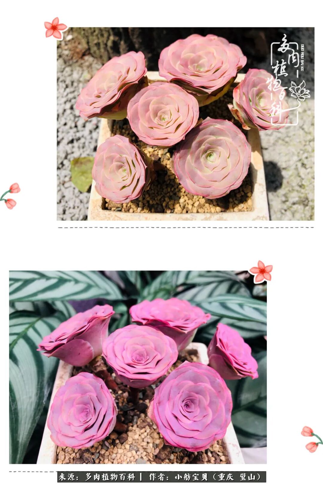 多肉小白的进阶之路 山地玫瑰篇 多肉植物百科 微信公众号文章阅读 Wemp