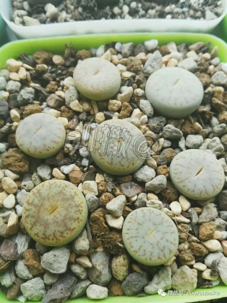 花能解语还多事 石不能言最可人(生石花养护经验)