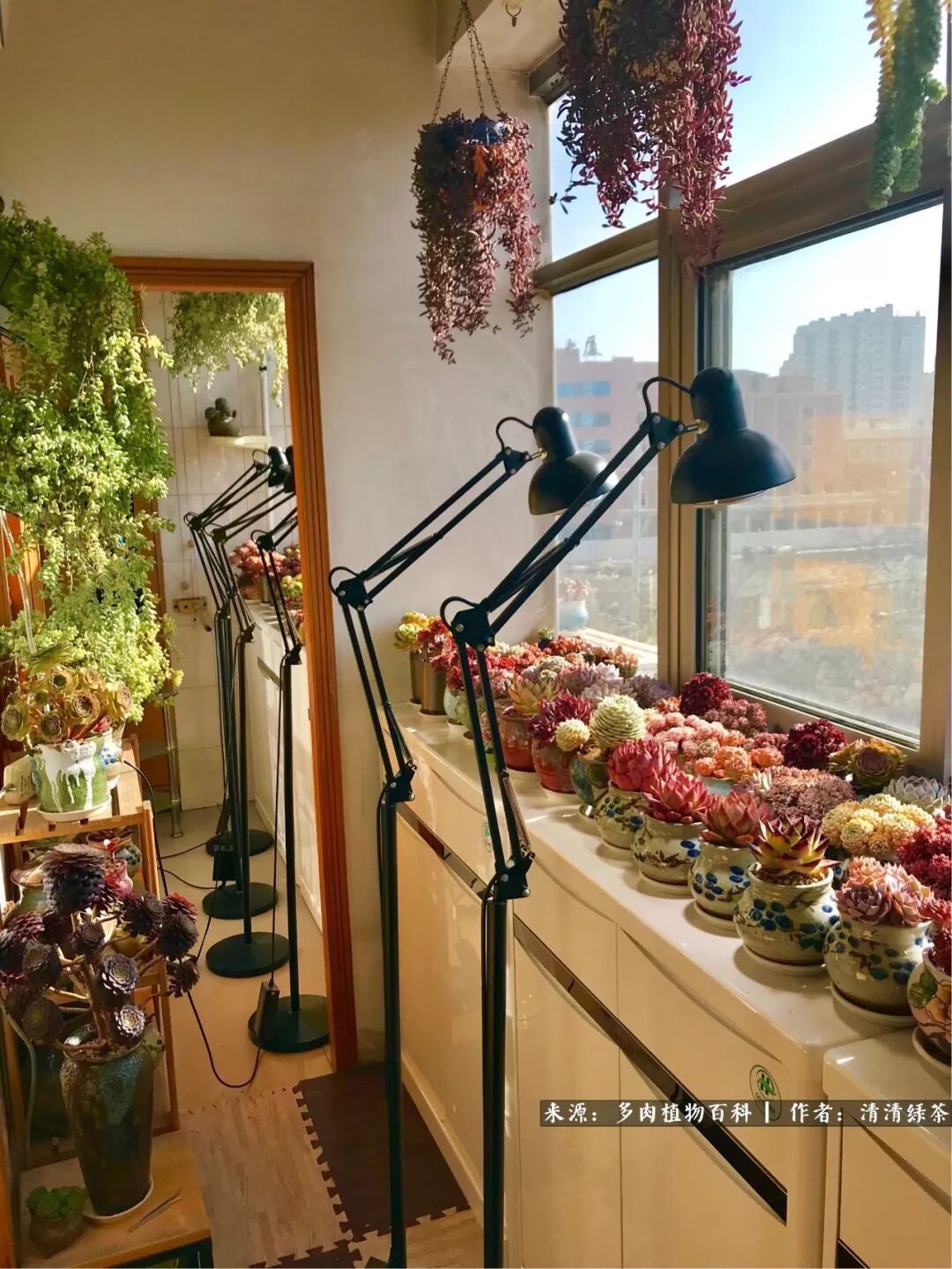 室内养多肉必备神器 百科多肉植物补光灯限量首发 多肉植物百科 微信公众号文章阅读 Wemp