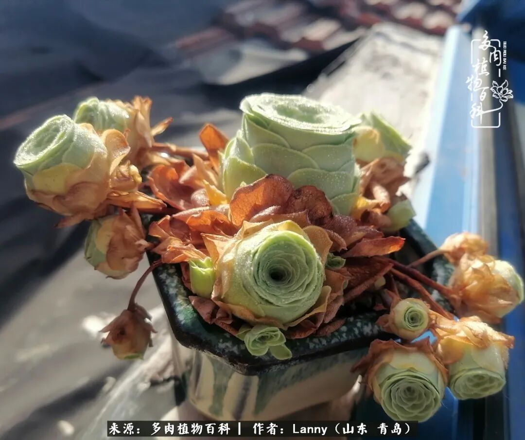 多肉的春夏对比 比美比不过 我们就比绿吧 多肉植物百科 微信公众号文章阅读 Wemp