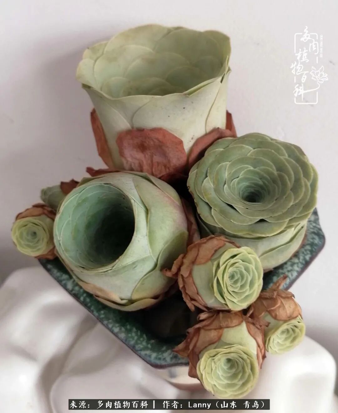 多肉的春夏对比 比美比不过 我们就比绿吧 多肉植物百科 微信公众号文章阅读 Wemp