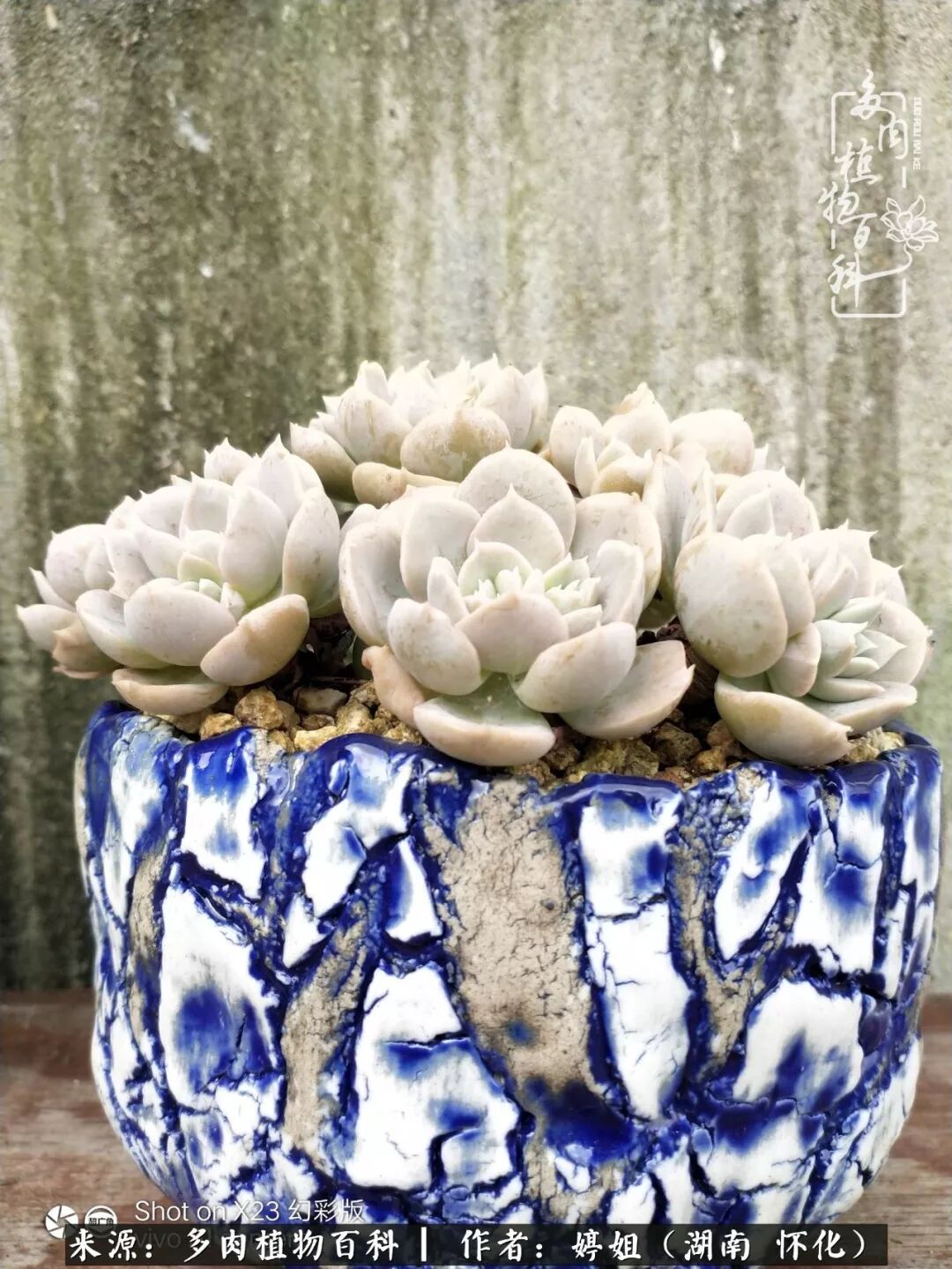 生活除了油盐柴米苦丁茶 还有多肉陪你话桑麻 多肉植物百科 微信公众号文章阅读 Wemp