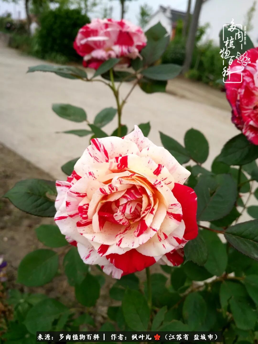 老家庭院 种花种草种多肉 我的诗和远方 Hi有料