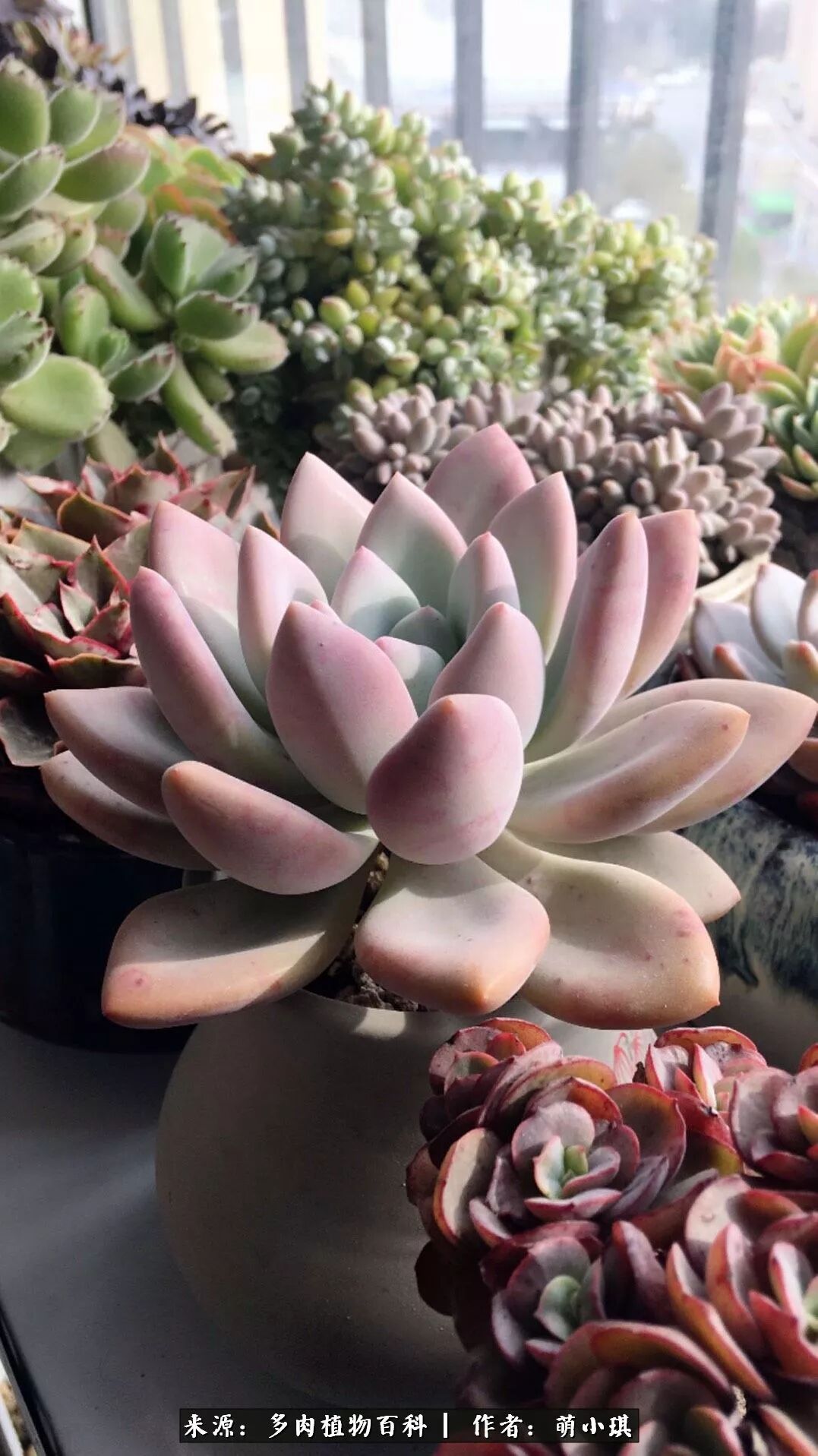 露养的多肉 云想衣裳花想容 多肉植物百科 微信公众号文章阅读 Wemp