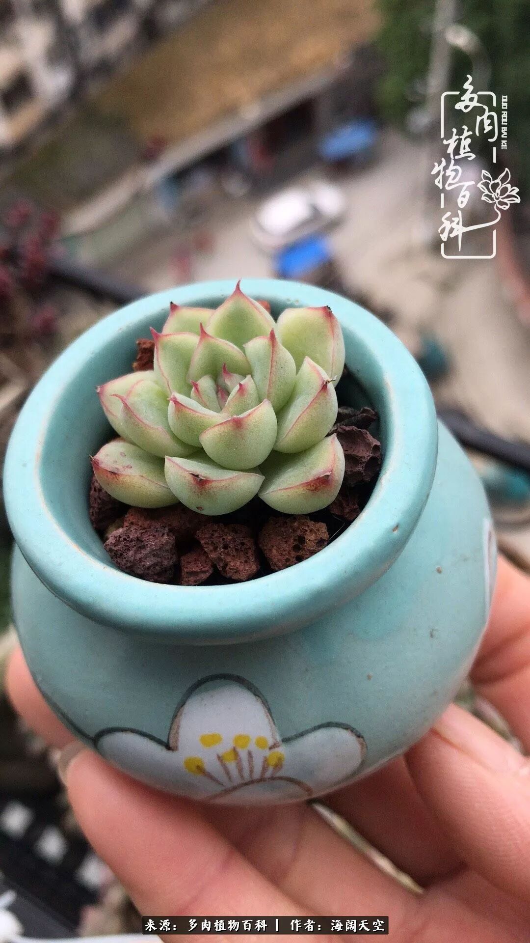 遇见多肉 遇见美好 只因在花群中多看了你一眼 多肉植物百科 微信公众号文章阅读 Wemp