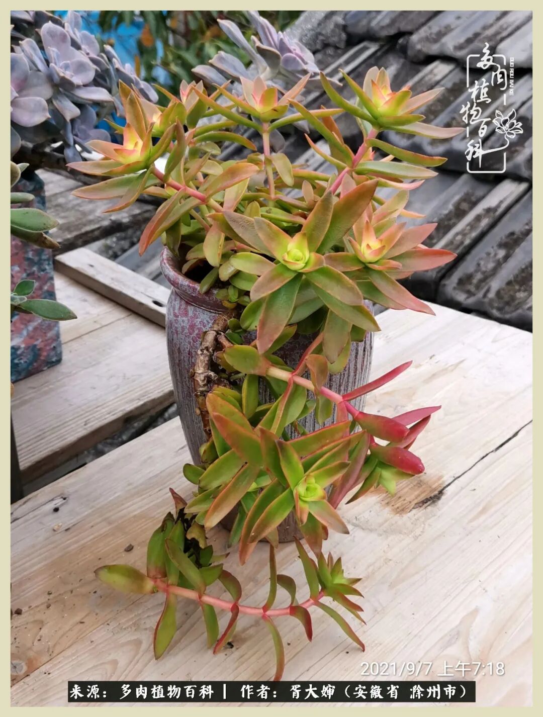 秋天来了 多肉的好日子也到了 多肉植物百科 微信公众号文章 微小领