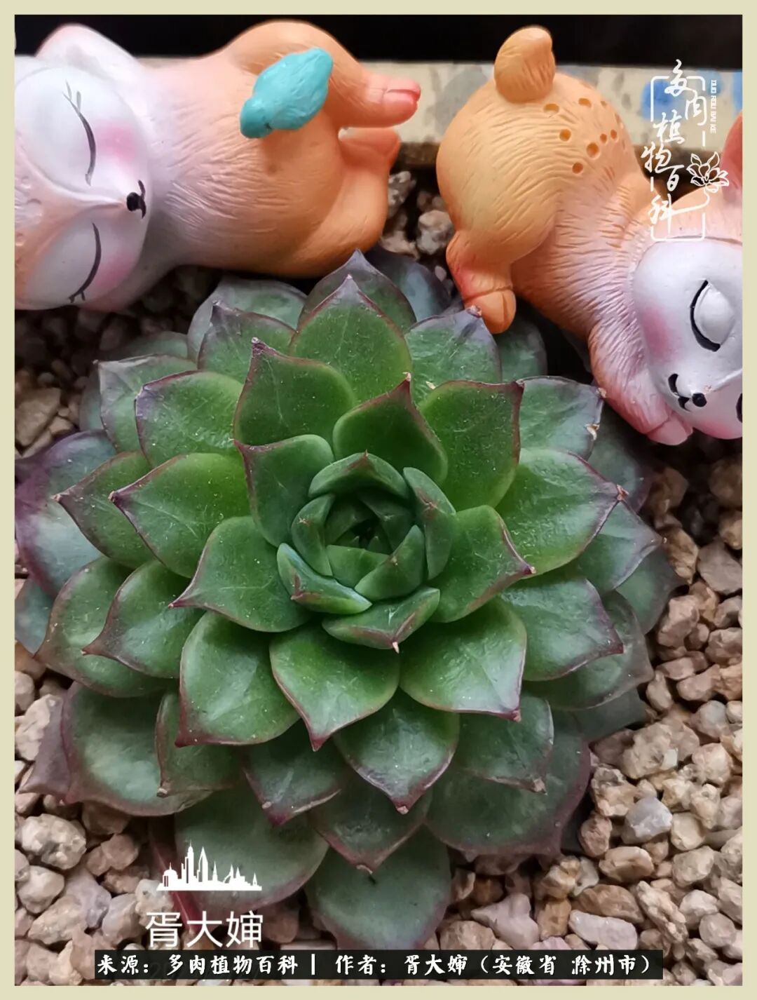 秋天来了 多肉的好日子也到了 多肉植物百科 微信公众号文章 微小领