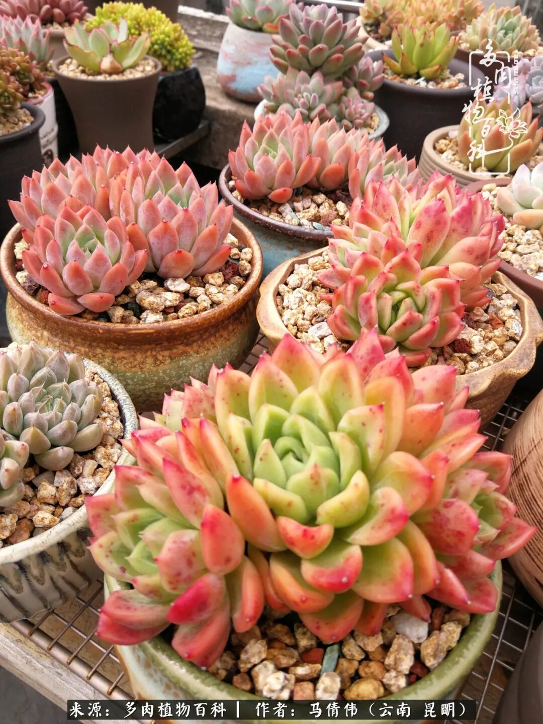 熬过夏天的你们 已经准备好秋天多肉带来的惊喜了吗 多肉植物百科 微信公众号文章阅读 Wemp