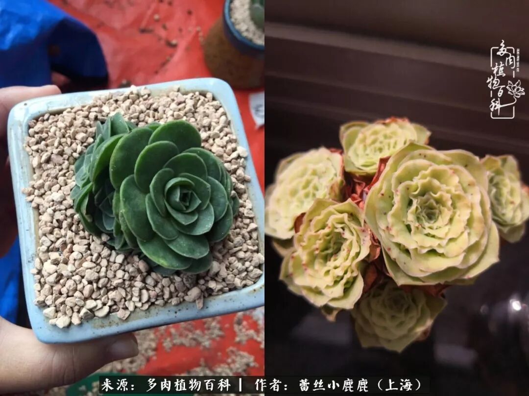 与山地玫瑰相爱相知的这些年 多肉植物百科 微信公众号文章阅读 Wemp