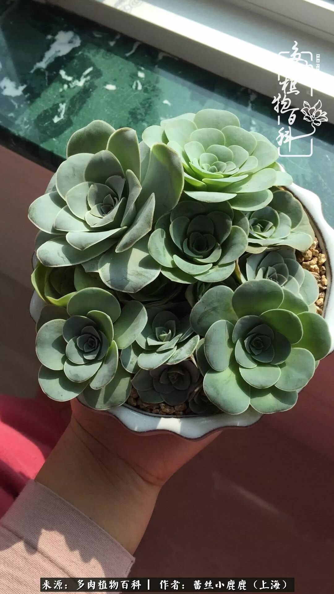 与山地玫瑰相爱相知的这些年 多肉植物百科 微信公众号文章阅读 Wemp