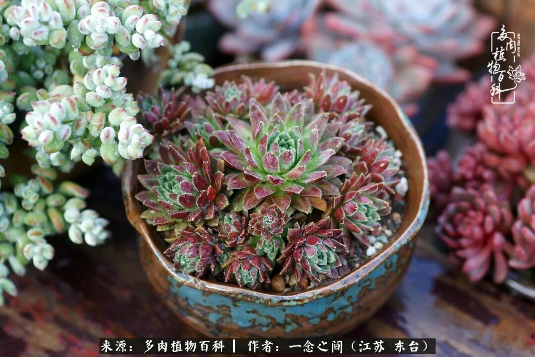 赏多肉 忆过往 心存美好话祝福 多肉植物百科 微信公众号文章阅读 Wemp