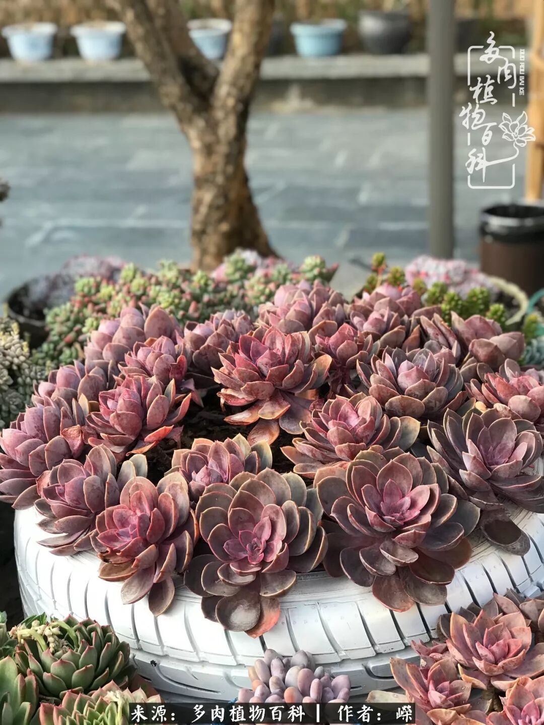 漂洋过海来看你 多肉梦幻之旅 三 多肉植物百科 微信公众号文章阅读 Wemp