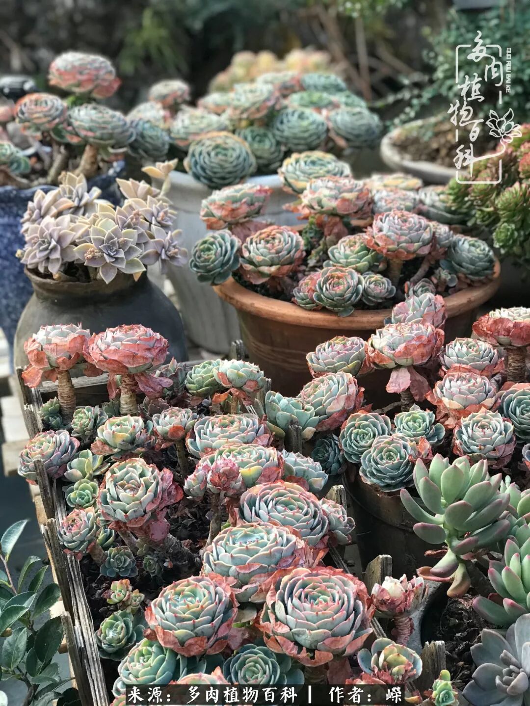 漂洋过海来看你 多肉梦幻之旅 三 多肉植物百科 微信公众号文章阅读 Wemp