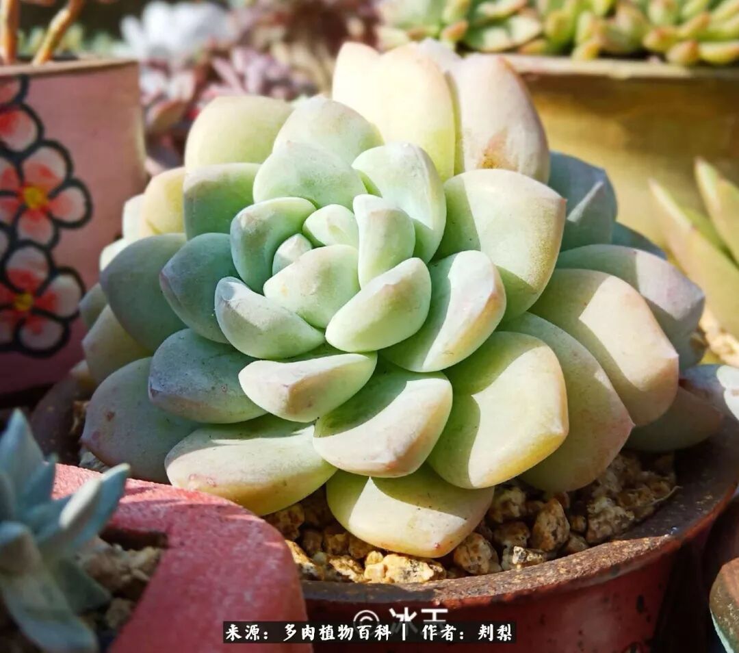 养肉少年 纵时光荏苒 愿岁月静好 多肉植物百科 微信公众号文章阅读 Wemp