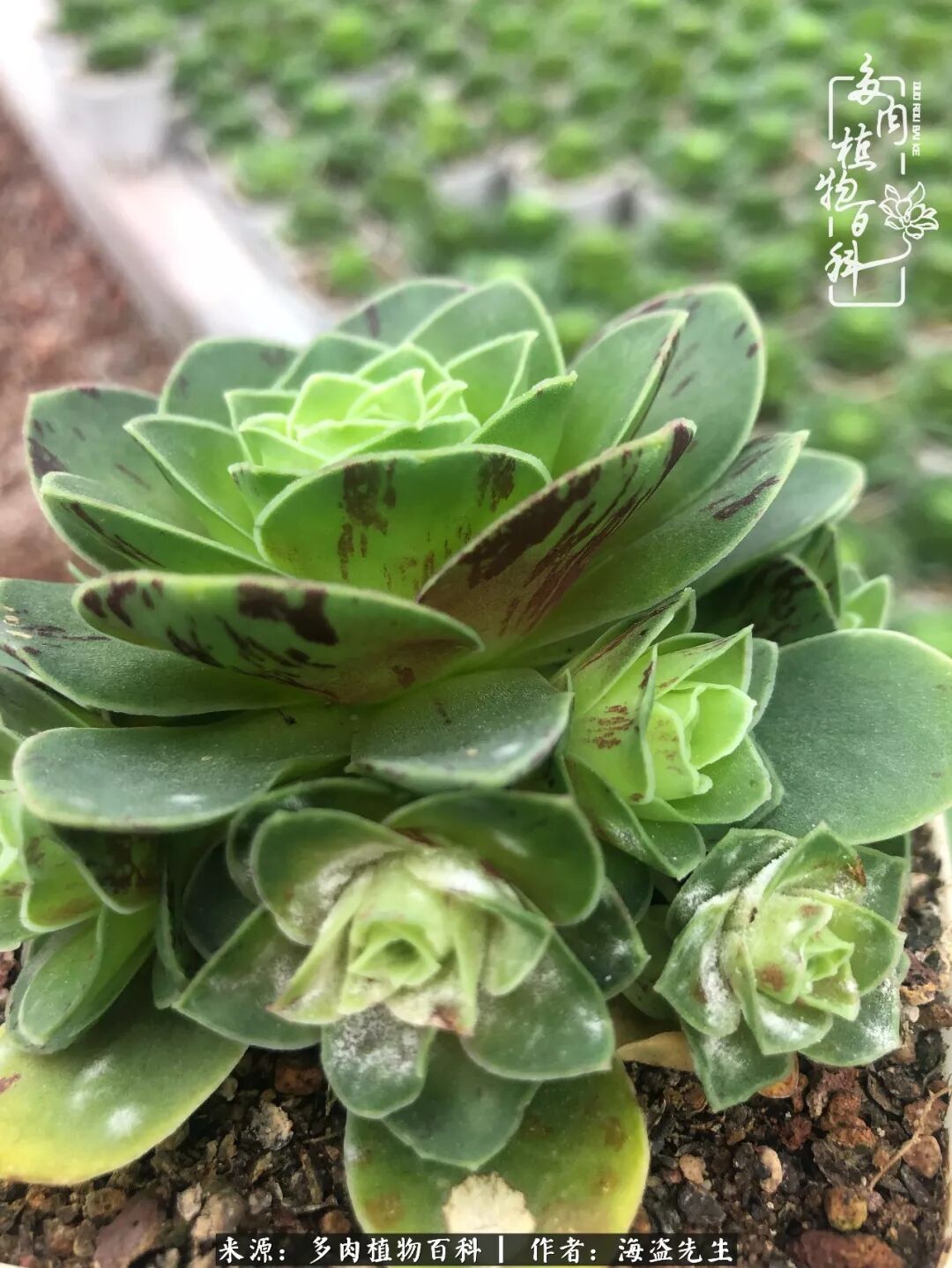 浅谈春夏季山地玫瑰及多肉白粉病的防治与科普 多肉植物百科 微信公众号文章阅读 Wemp