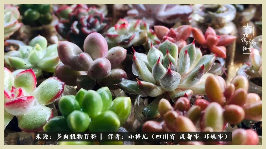 多肉植物与无孔玻璃瓶的邂逅 解锁阳台党养肉新技能 多肉植物百科 微信公众号文章阅读 Wemp