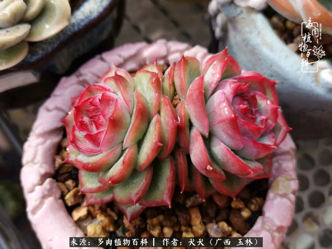 南方小城的多肉 迟来的妖娆入画来 多肉植物百科 微信公众号文章阅读 Wemp