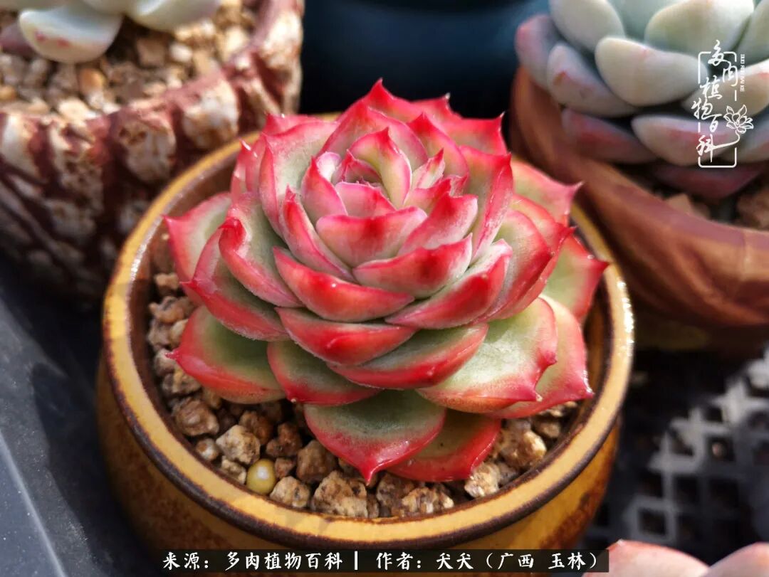 南方小城的多肉 迟来的妖娆入画来 多肉植物百科 微信公众号文章阅读 Wemp