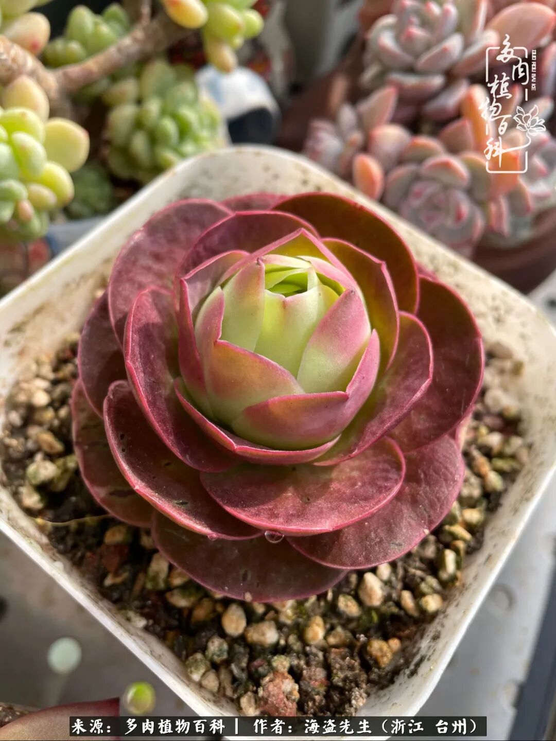 论山地玫瑰的状态期上色养护攻略与经验 Hi有料