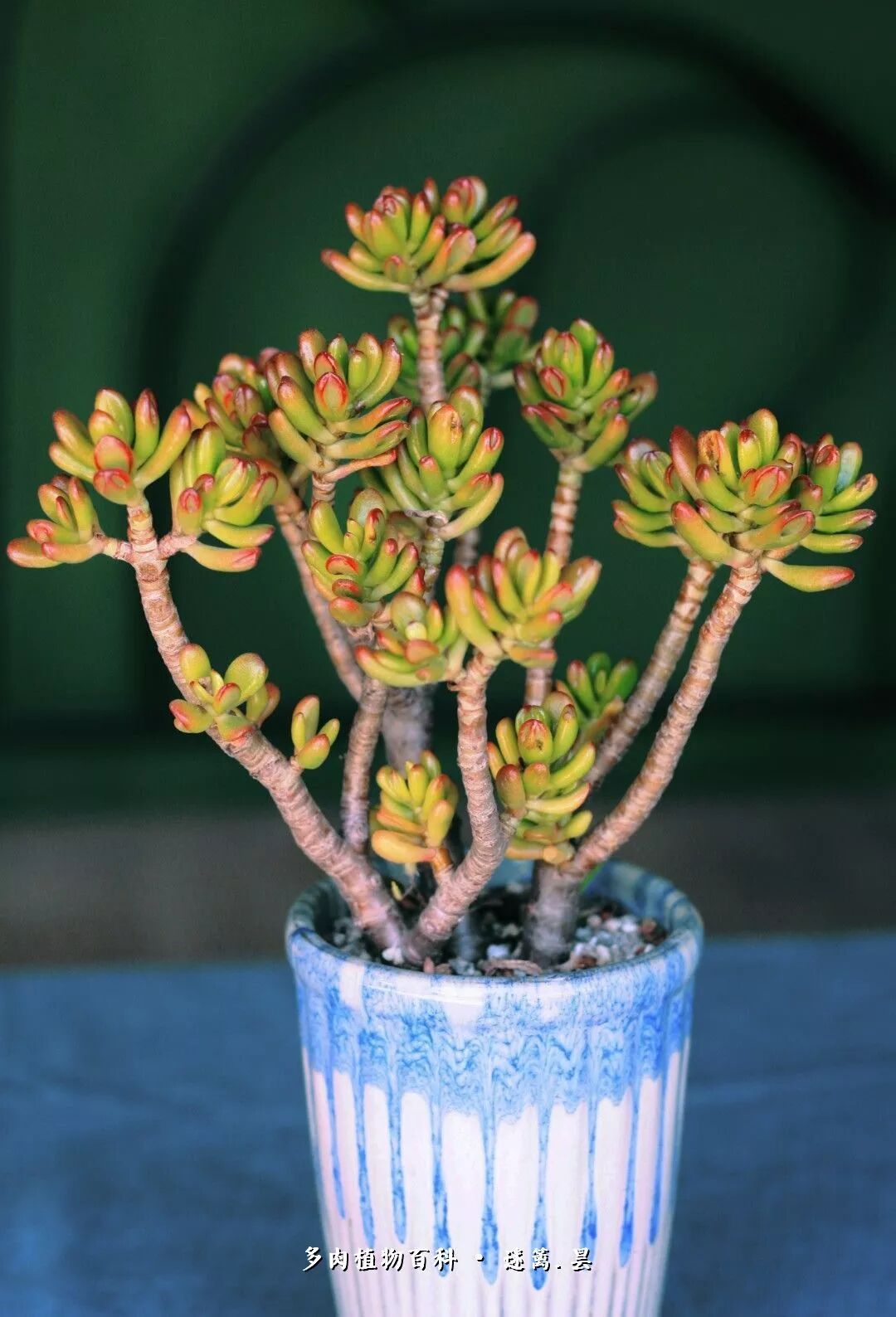 大话景天系多肉的高级脸和网红脸 多肉植物百科 微信公众号文章阅读 Wemp