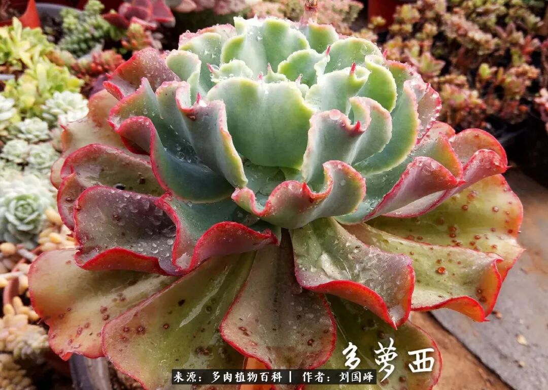 养多肉别矫情 更别侥幸 寒冬多肉冻伤那些事儿 多肉植物百科 微信公众号文章阅读 Wemp