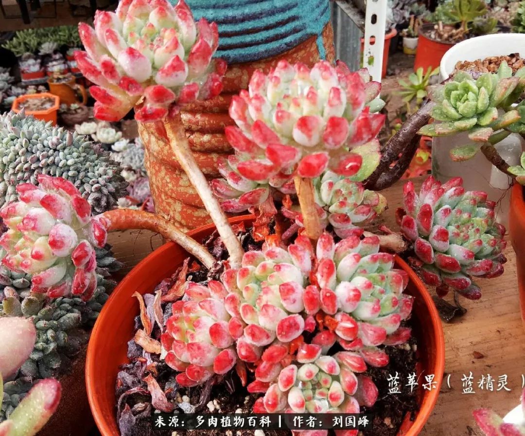 养多肉别矫情 更别侥幸 寒冬多肉冻伤那些事儿 多肉植物百科 微信公众号文章阅读 Wemp