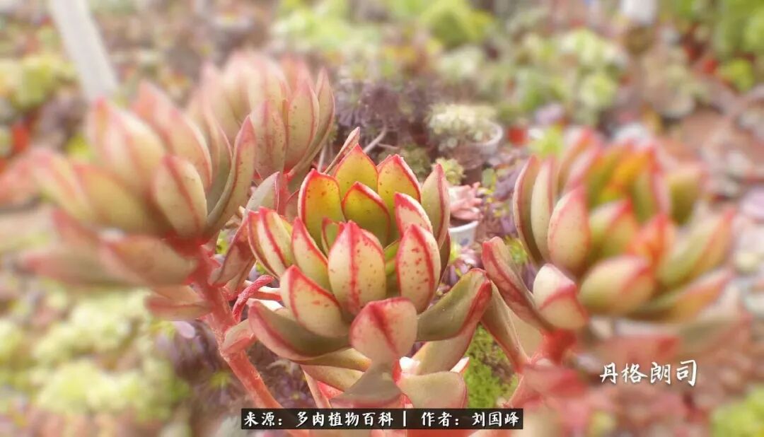 养多肉别矫情 更别侥幸 寒冬多肉冻伤那些事儿 多肉植物百科 微信公众号文章阅读 Wemp